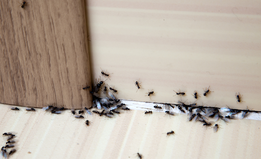 ant-soution