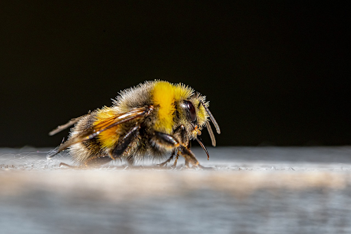 bee