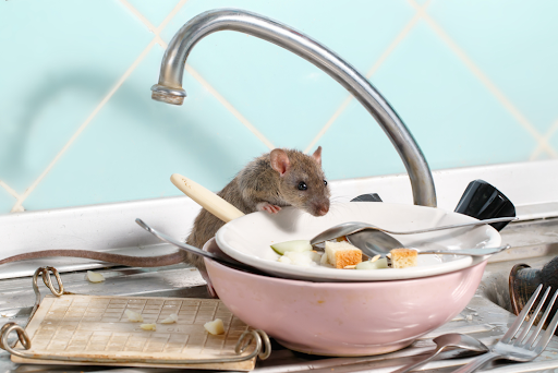 rodent