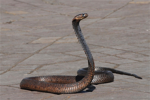 snake1