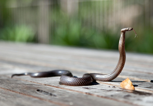 snake2