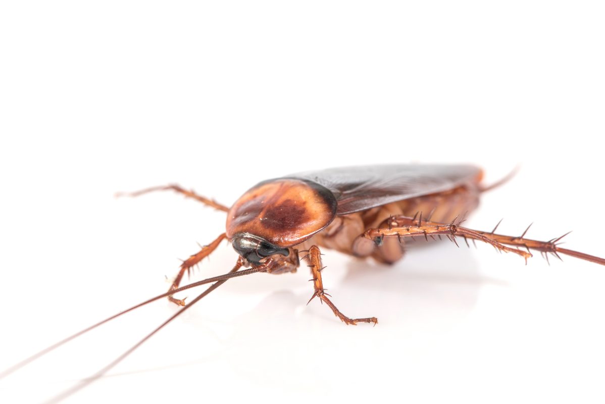 Effective Strategies to Eliminate Cockroaches from Your Home