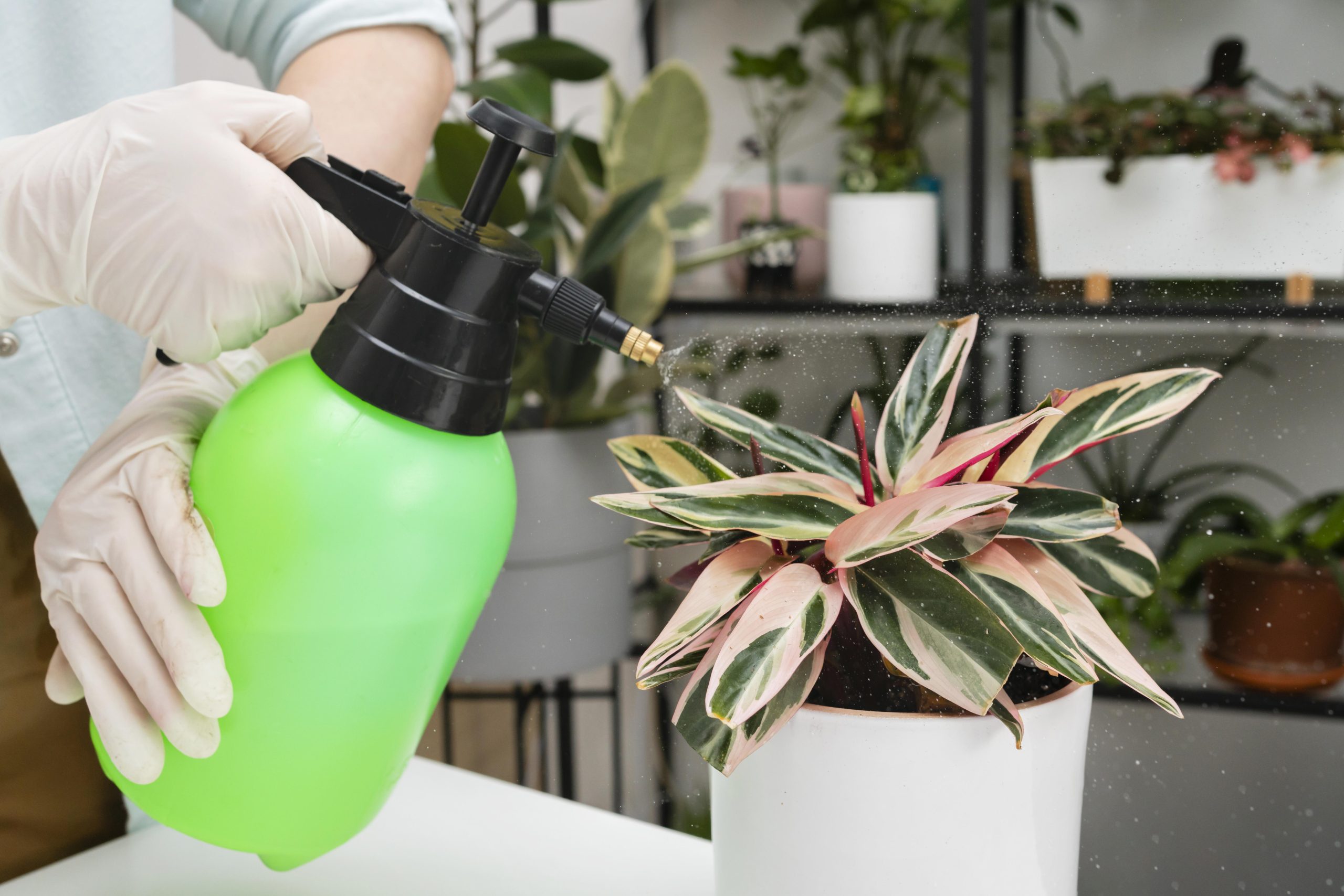 Top Natural Remedies for Common Household Pests