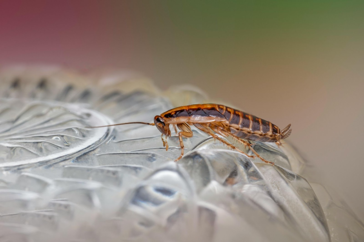 Natural vs. Chemical Cockroach Control: What Works Best? 1 Cockroach Control
