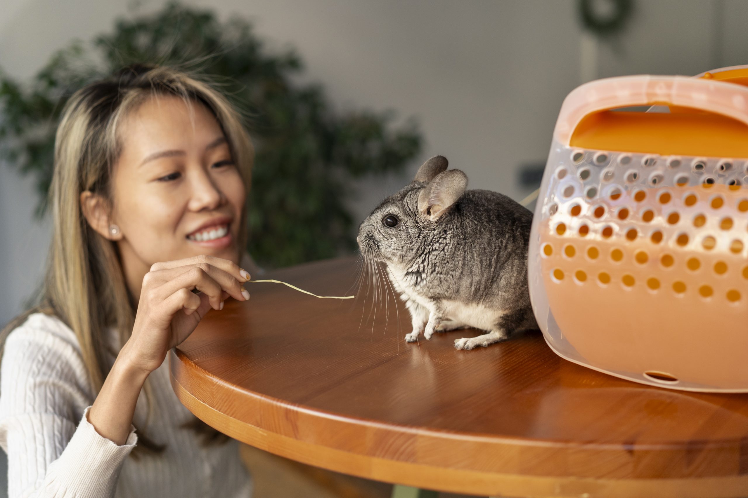 Humane Ways to Keep Rodents Out of Your Home