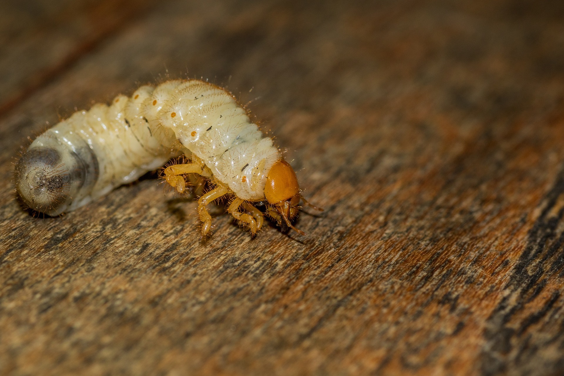 Control Pests Without Harming Your Pets