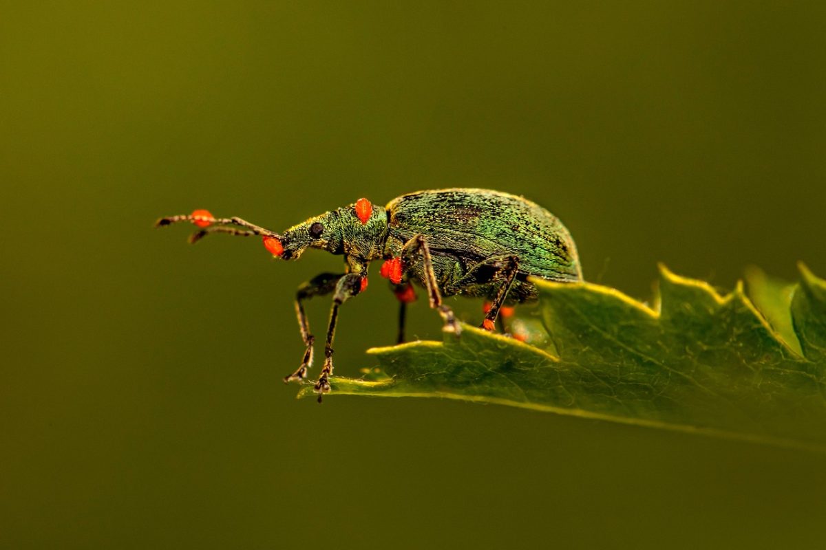 weevil 6319220 1280