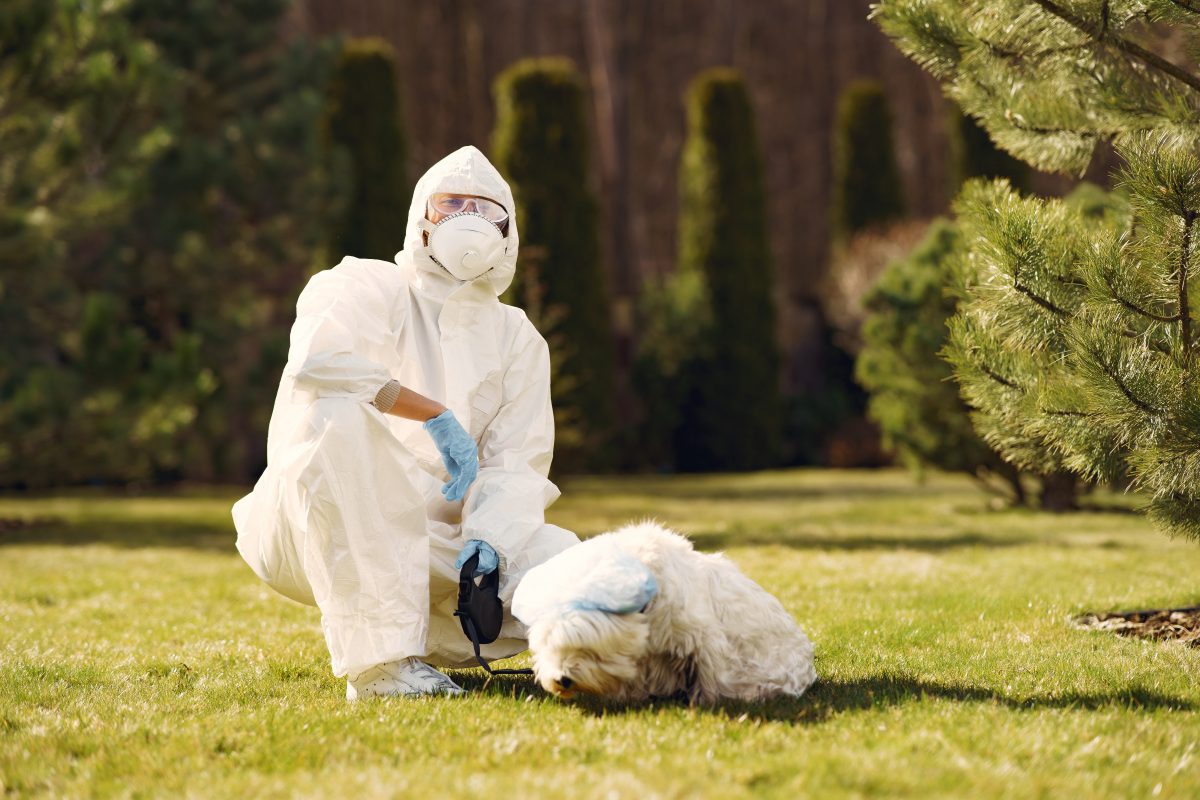 How to Control Pests Without Harming Your Pets
