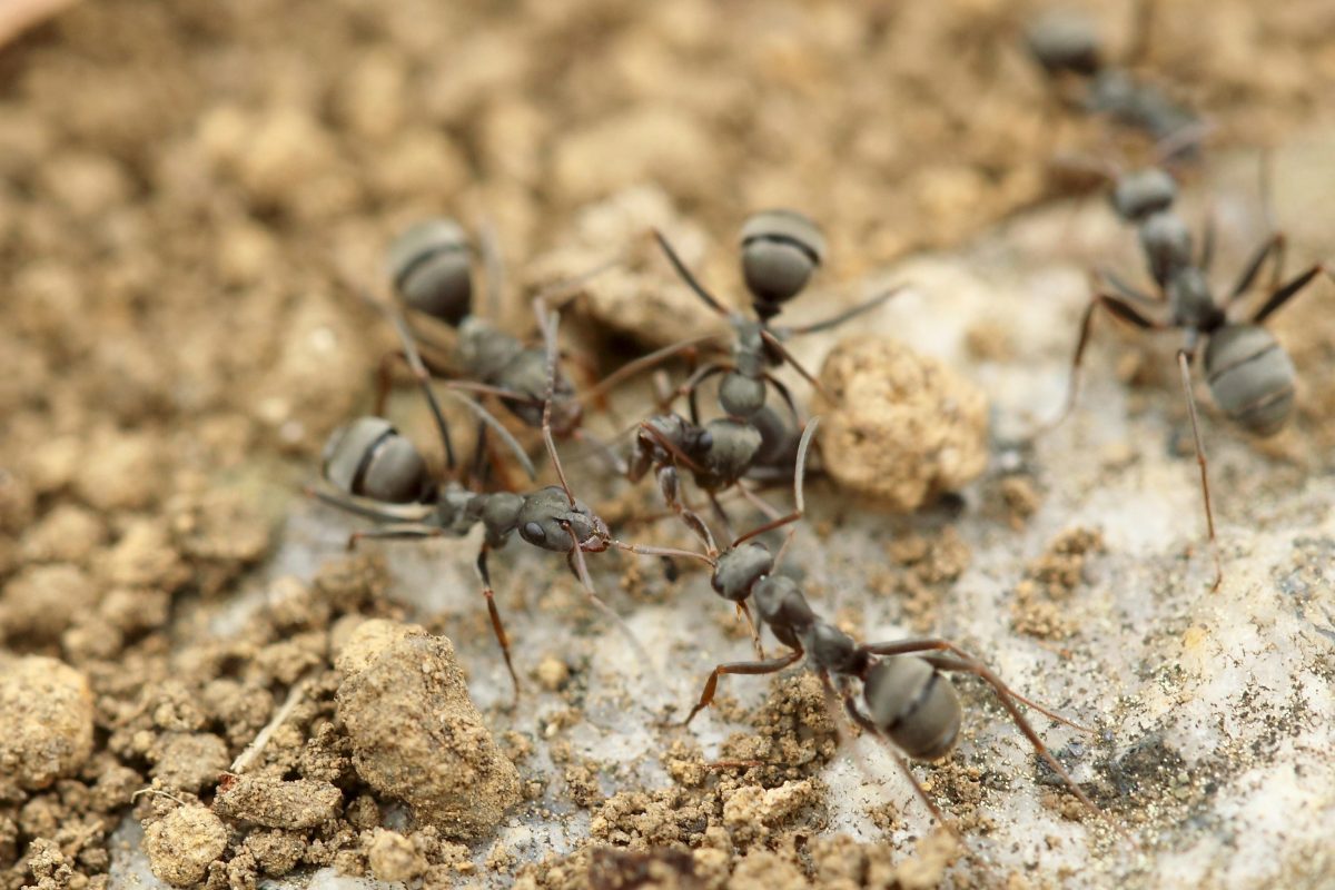 How to Stop Ant Infestations During Summer
