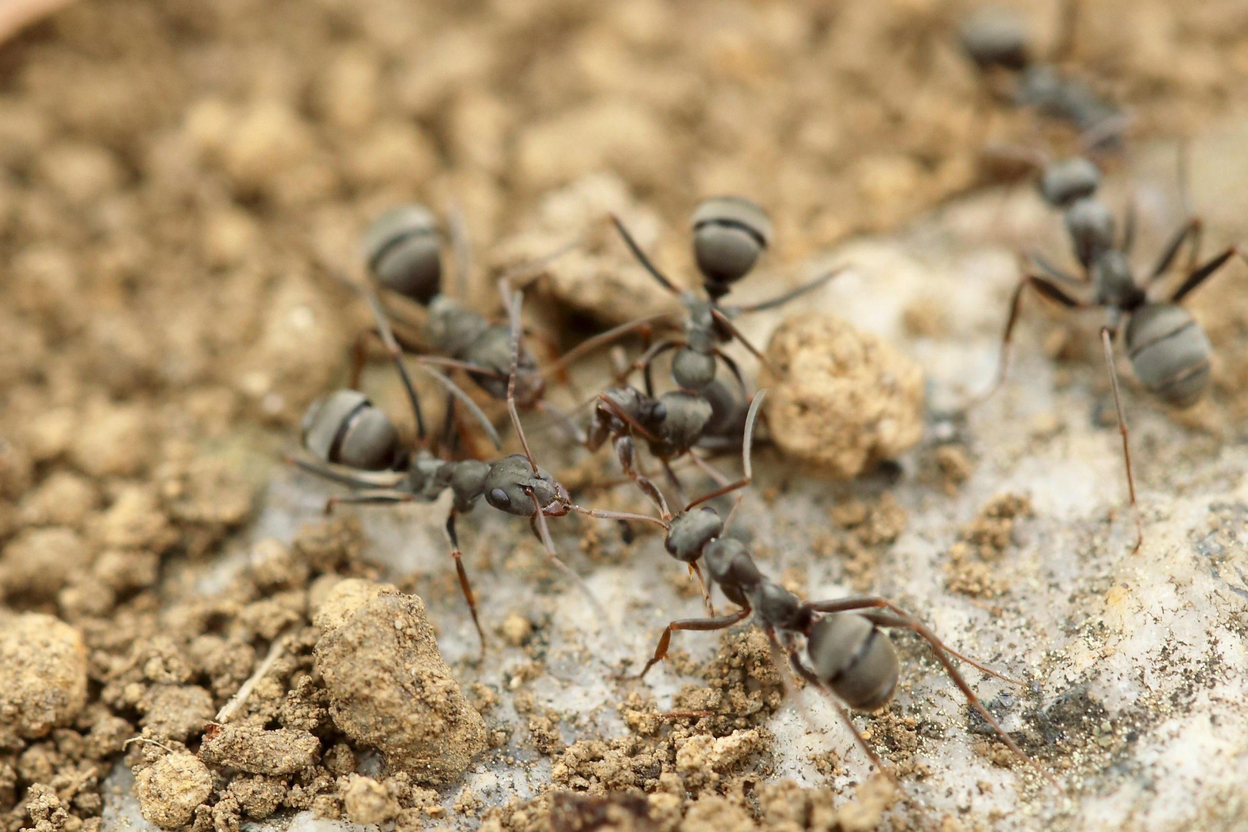How to Stop Ant Infestations During Summer