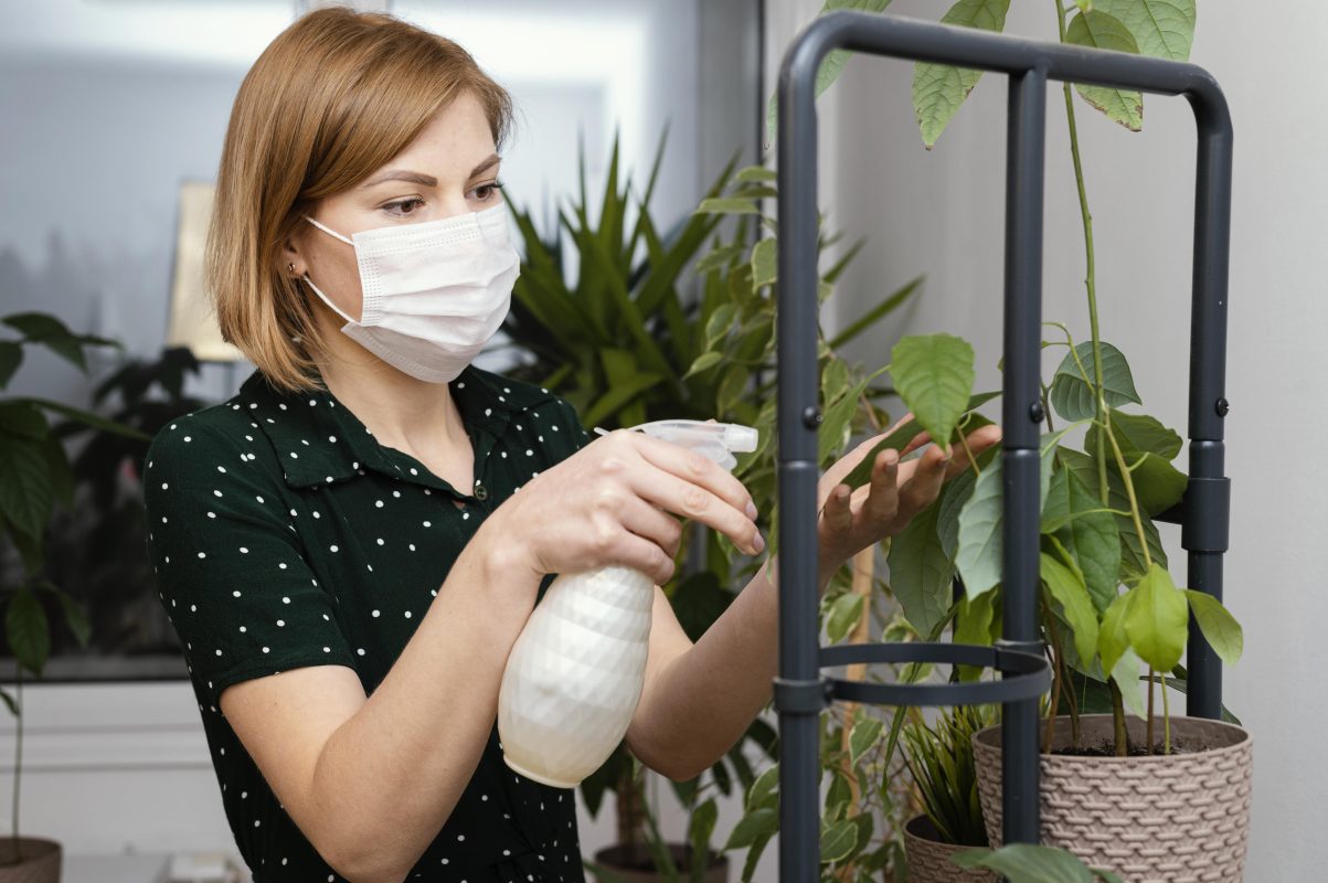 Natural Pest Control Solutions in Shepparton