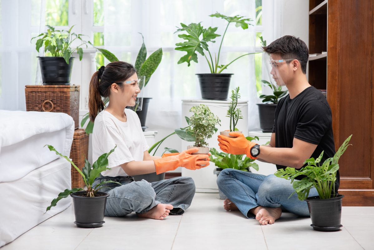 Natural Pest Control Solutions for a Healthier Home