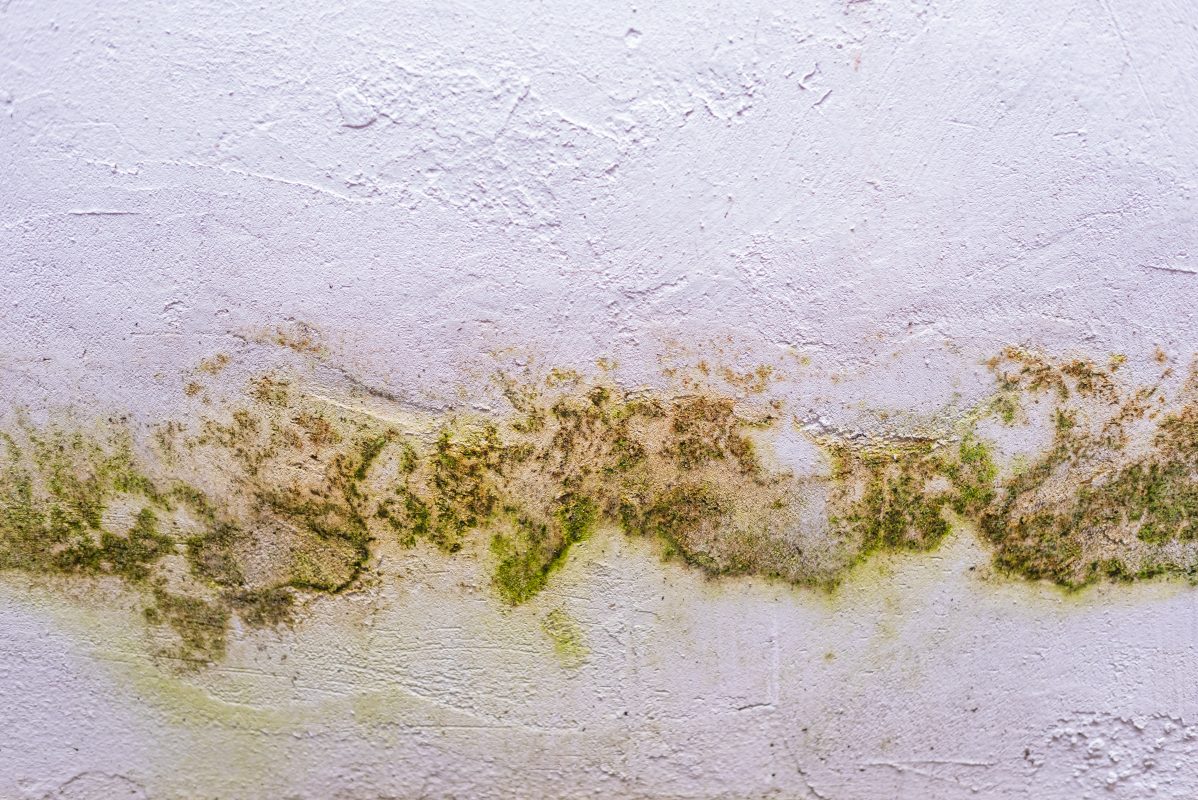 Signs of a hidden pest problem in home walls and ceilings
