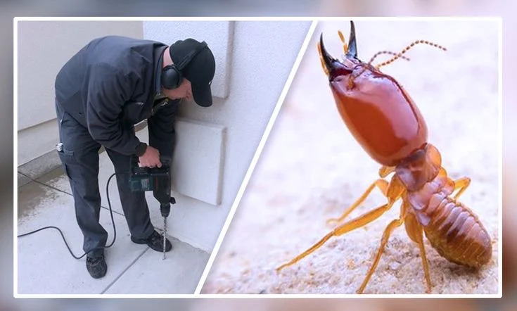 Expert Termite Control