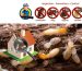 Termite Maintenance Shepparton