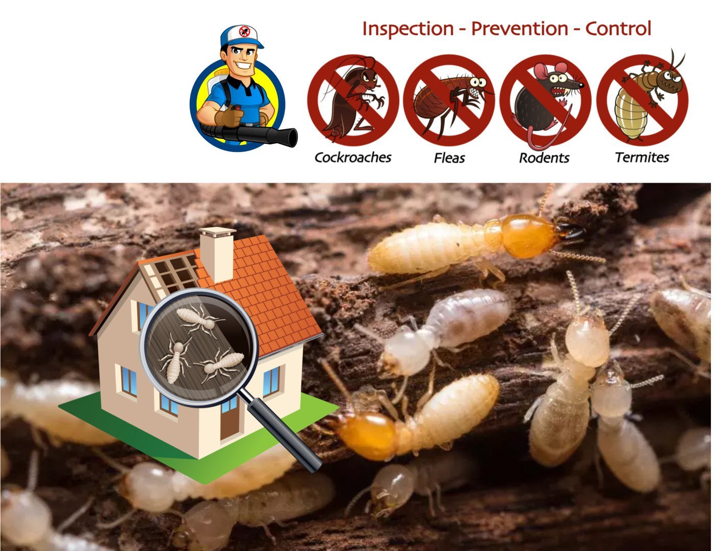 Termite Maintenance Shepparton