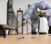 Pest Control Services