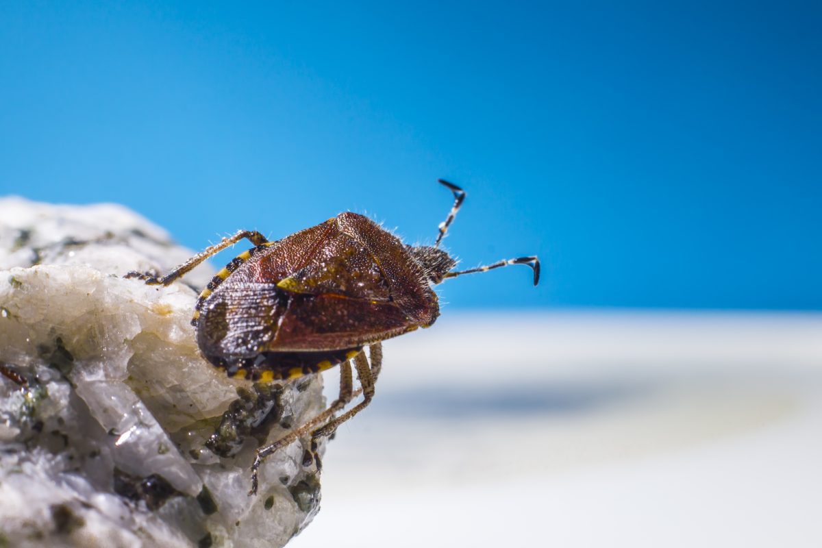 Bed Bug Treatment in Shepparton – Why Acting Fast Makes All the Difference 3 bed bug treatment solutions